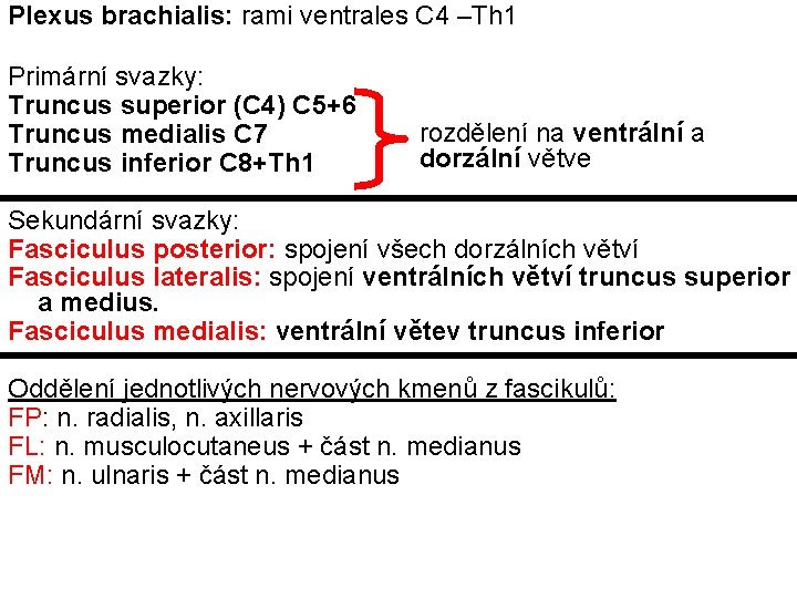 Plexus brachialis: rami ventrales C 4 –Th 1 Primární svazky: Truncus superior (C 4)