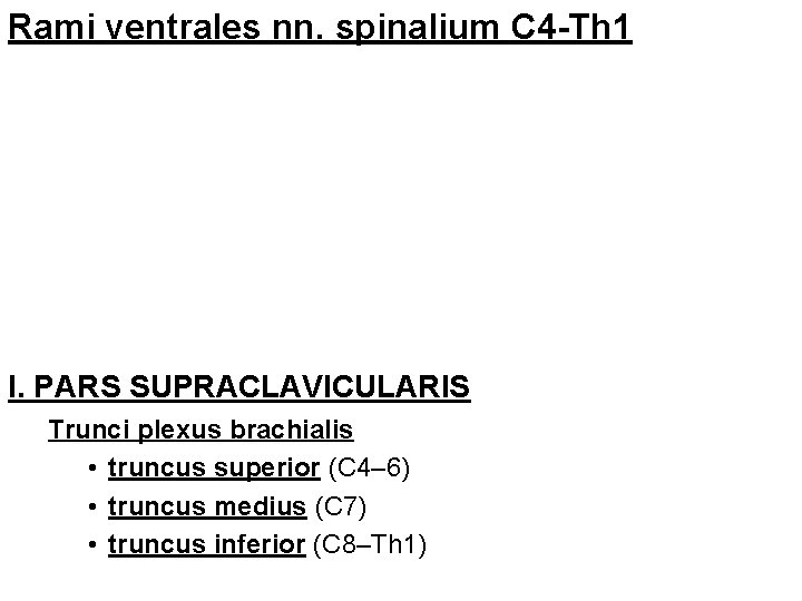 Rami ventrales nn. spinalium C 4 -Th 1 I. PARS SUPRACLAVICULARIS Trunci plexus brachialis