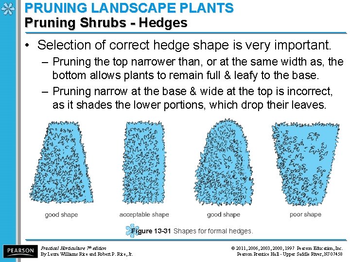 PRUNING LANDSCAPE PLANTS Pruning Shrubs - Hedges Pruning Shrubs - • Selection of correct