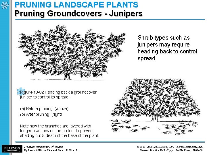 PRUNING LANDSCAPE PLANTS Pruning Groundcovers - Junipers Shrub types such as junipers may require