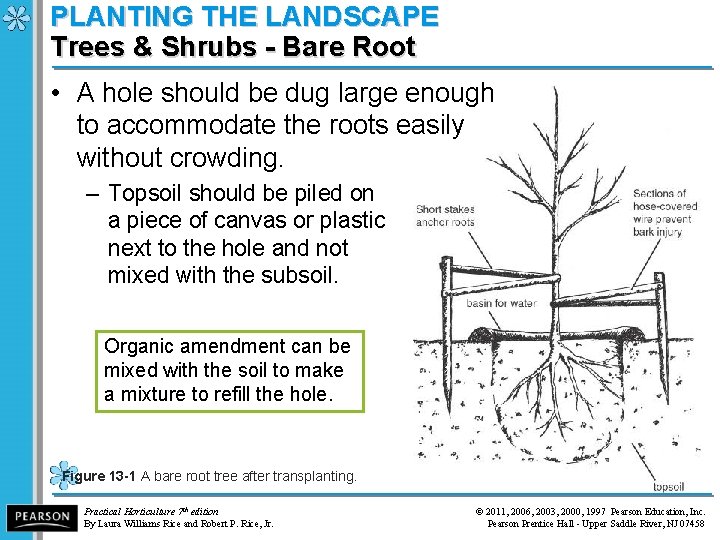 PLANTING THE LANDSCAPE Trees & Shrubs - Bare Root • A hole should be