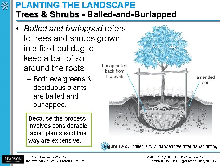 PLANTING THE LANDSCAPE Trees & Shrubs - Balled-and-Burlapped Trees & Shrubs - • Balled