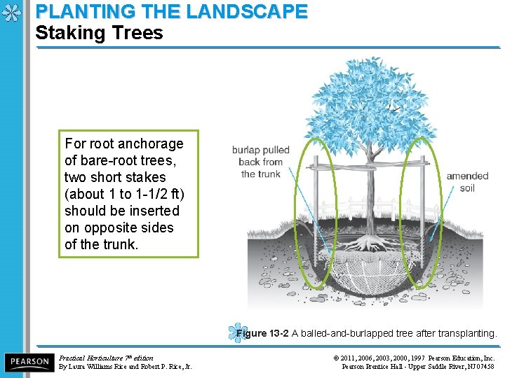 PLANTING THE LANDSCAPE Staking Trees For root anchorage of bare-root trees, two short stakes