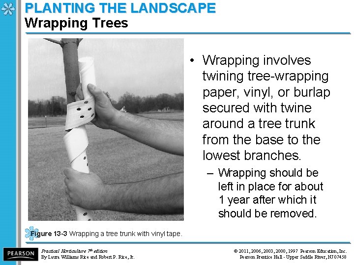 PLANTING THE LANDSCAPE Wrapping Trees • Wrapping involves twining tree-wrapping paper, vinyl, or burlap