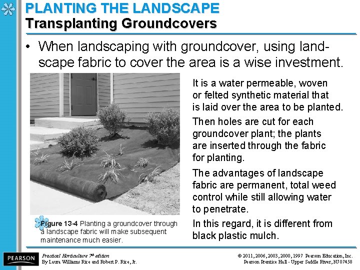 PLANTING THE LANDSCAPE Transplanting Groundcovers • When landscaping with groundcover, using landscape fabric to