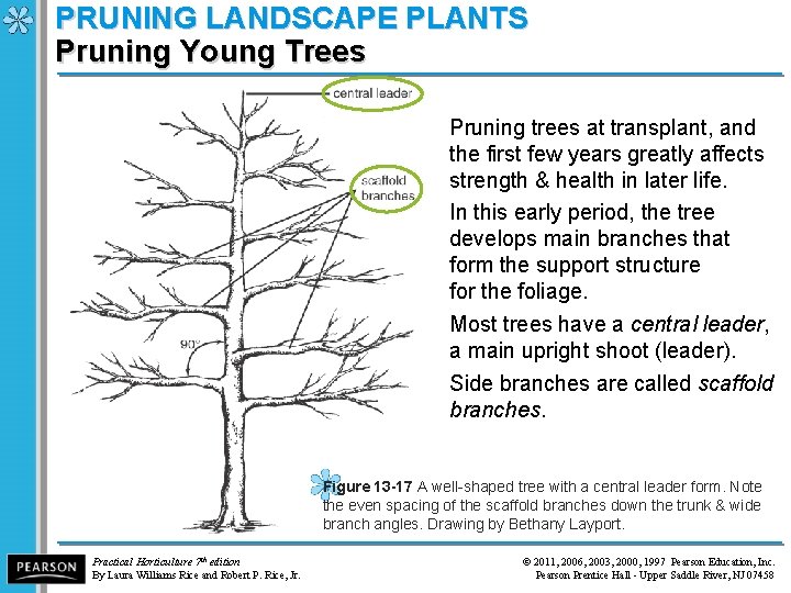 PRUNING LANDSCAPE PLANTS Pruning Young Trees Pruning trees at transplant, and the first few