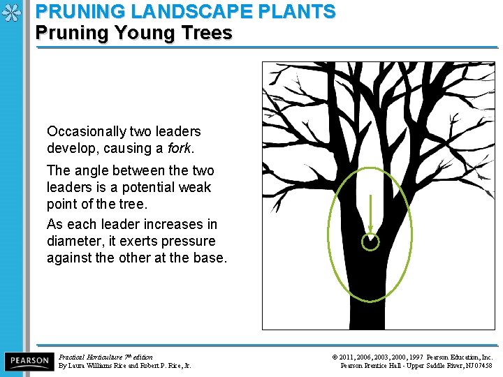PRUNING LANDSCAPE PLANTS Pruning Young Trees Occasionally two leaders develop, causing a fork. The