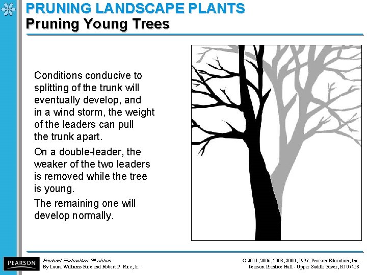 PRUNING LANDSCAPE PLANTS Pruning Young Trees Conditions conducive to splitting of the trunk will