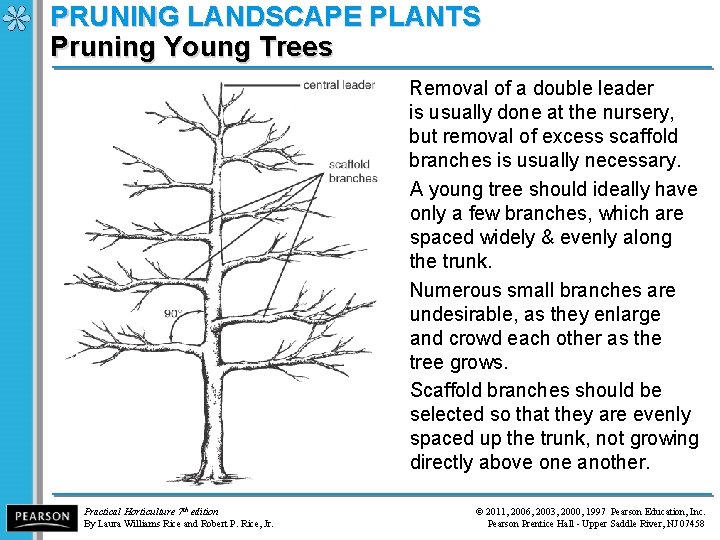 PRUNING LANDSCAPE PLANTS Pruning Young Trees Removal of a double leader is usually done