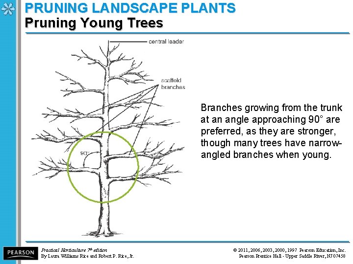 PRUNING LANDSCAPE PLANTS Pruning Young Trees Branches growing from the trunk at an angle