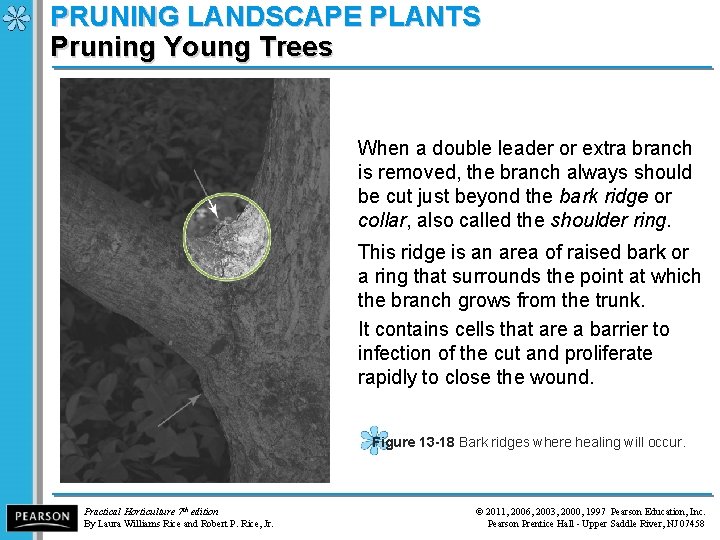 PRUNING LANDSCAPE PLANTS Pruning Young Trees When a double leader or extra branch is