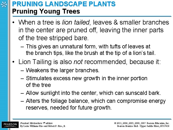 PRUNING LANDSCAPE PLANTS Pruning Young Trees • When a tree is lion tailed, leaves