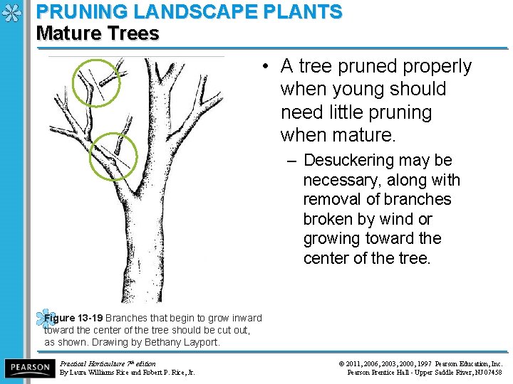 PRUNING LANDSCAPE PLANTS Mature Trees • A tree pruned properly when young should need