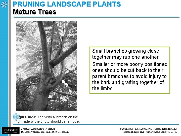 PRUNING LANDSCAPE PLANTS Mature Trees Small branches growing close together may rub one another