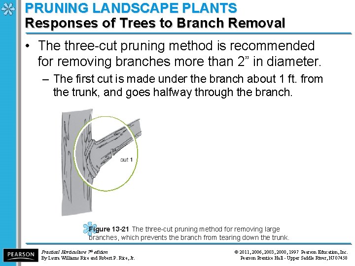 PRUNING LANDSCAPE PLANTS Responses of Trees to Branch Removal • The three-cut pruning method