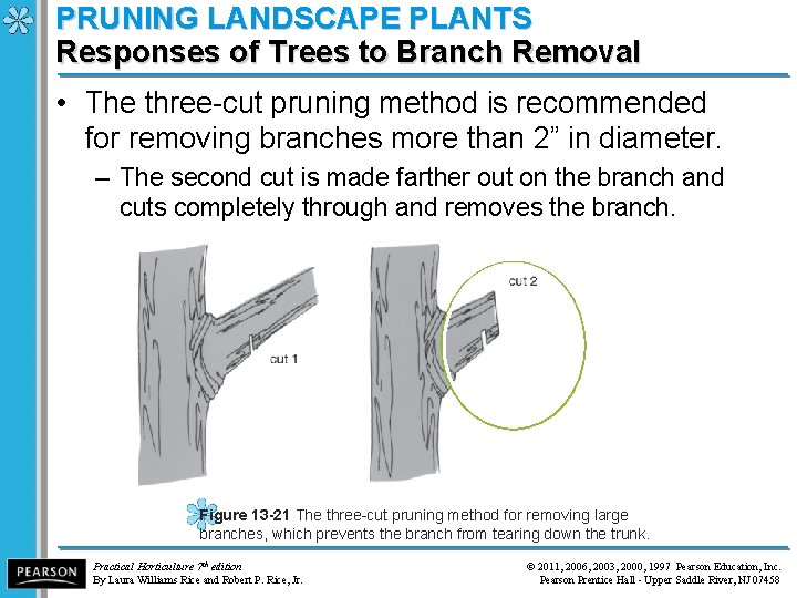 PRUNING LANDSCAPE PLANTS Responses of Trees to Branch Removal • The three-cut pruning method