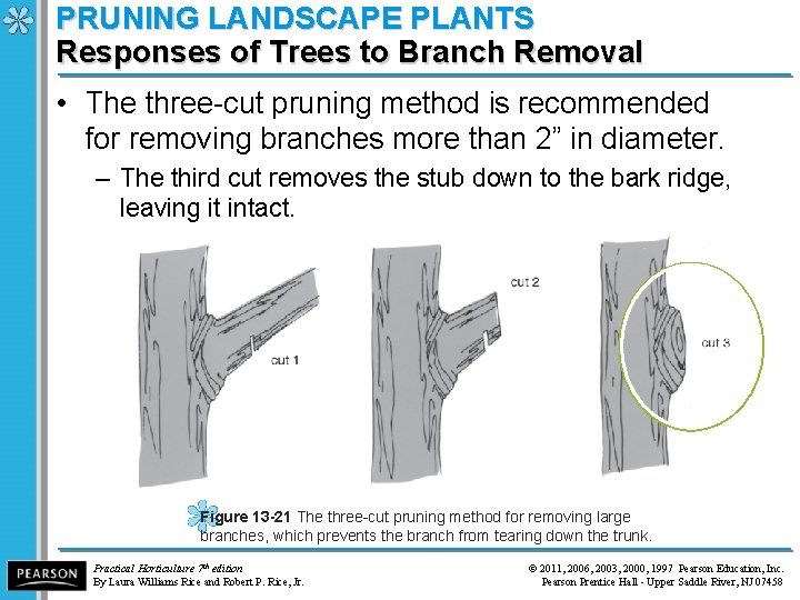 PRUNING LANDSCAPE PLANTS Responses of Trees to Branch Removal • The three-cut pruning method