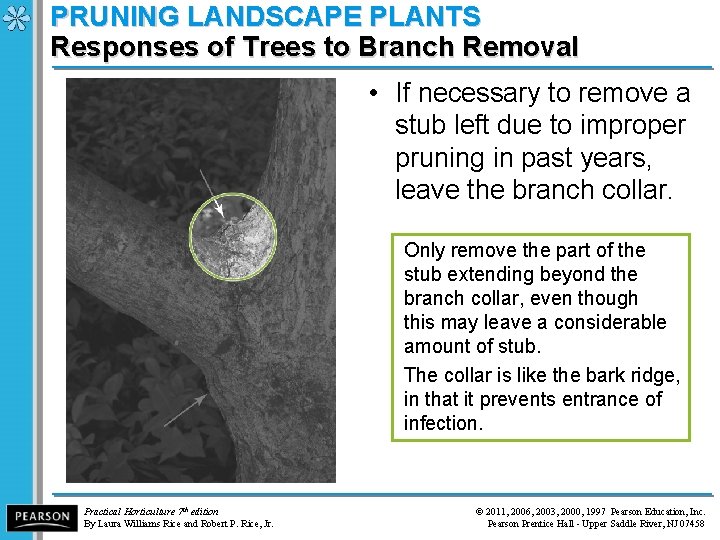 PRUNING LANDSCAPE PLANTS Responses of Trees to Branch Removal • If necessary to remove