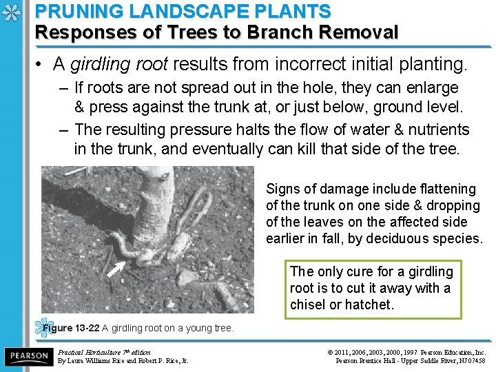 PRUNING LANDSCAPE PLANTS Responses of Trees to Branch Removal • A girdling root results