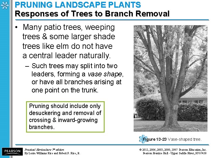 PRUNING LANDSCAPE PLANTS Responses of Trees to Branch Removal • Many patio trees, weeping