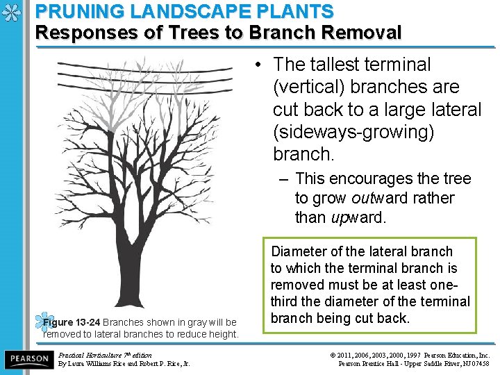 PRUNING LANDSCAPE PLANTS Responses of Trees to Branch Removal • The tallest terminal (vertical)
