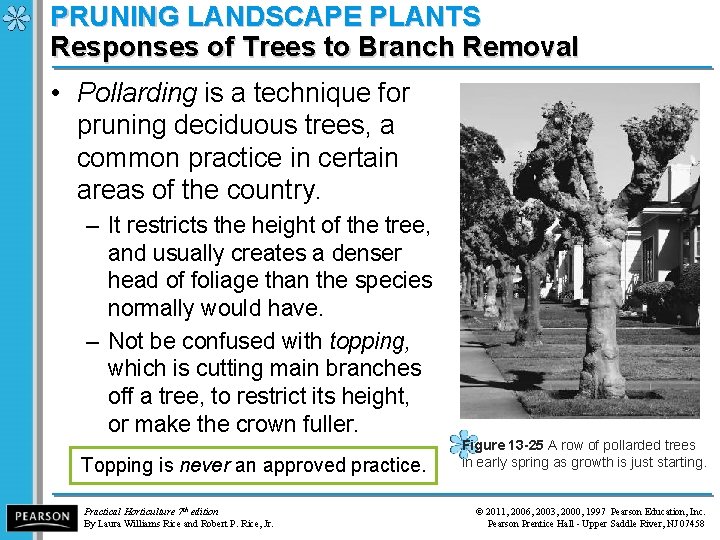 PRUNING LANDSCAPE PLANTS Responses of Trees to Branch Removal • Pollarding is a technique