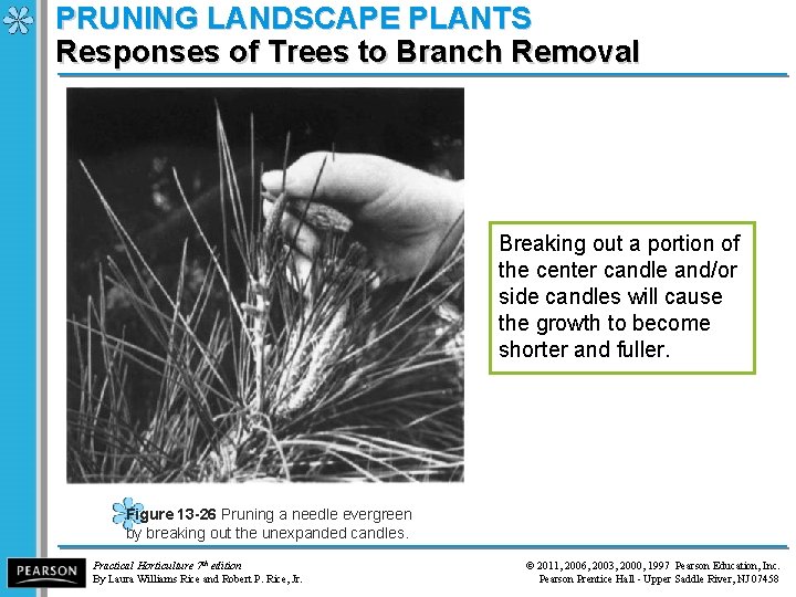 PRUNING LANDSCAPE PLANTS Responses of Trees to Branch Removal Breaking out a portion of