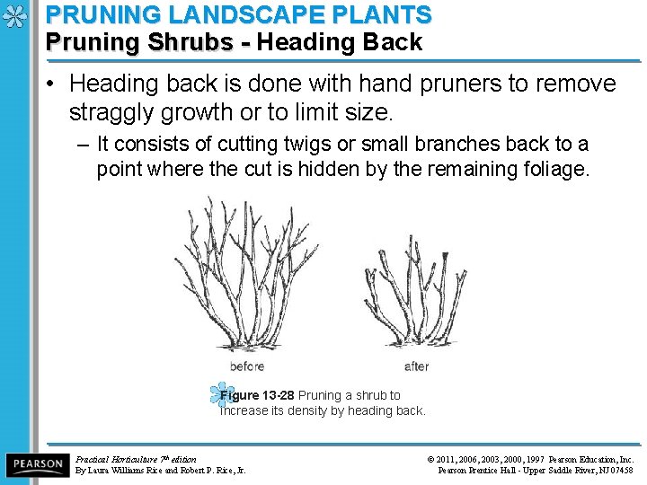 PRUNING LANDSCAPE PLANTS Pruning Shrubs - Heading Back Pruning Shrubs - • Heading back