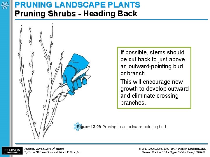 PRUNING LANDSCAPE PLANTS Pruning Shrubs - Heading Back Pruning Shrubs - If possible, stems