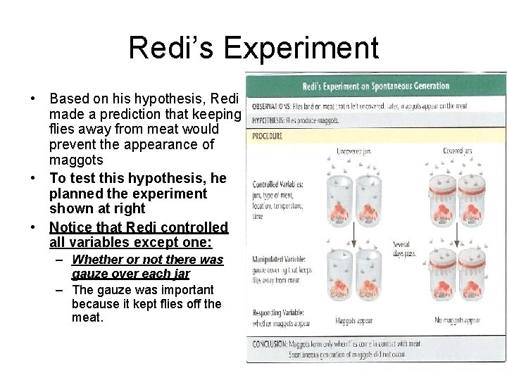 Redi’s Experiment • Based on his hypothesis, Redi made a prediction that keeping flies