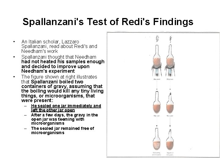 Spallanzani's Test of Redi's Findings • • • An Italian scholar, Lazzaro Spallanzani, read