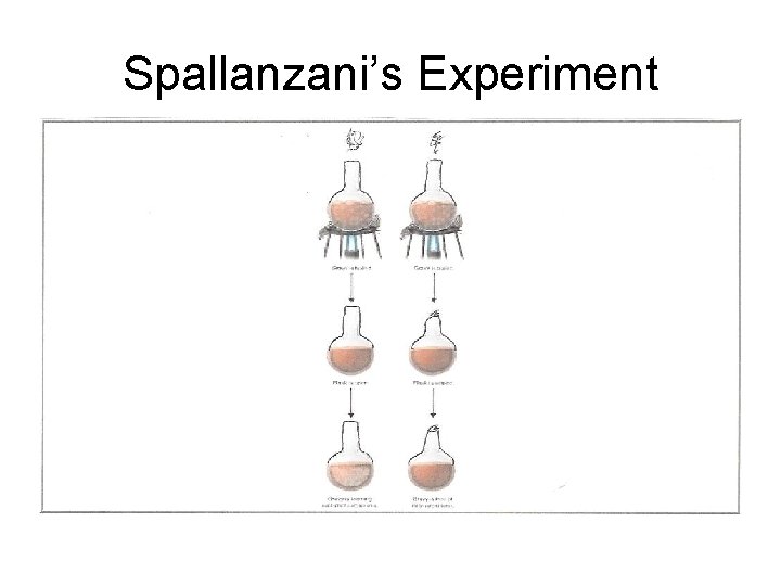 Spallanzani’s Experiment 