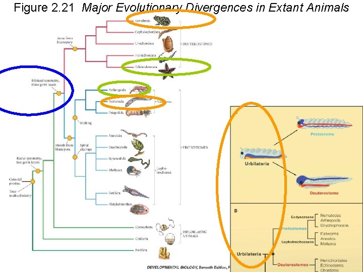 Figure 2. 21 Major Evolutionary Divergences in Extant Animals 