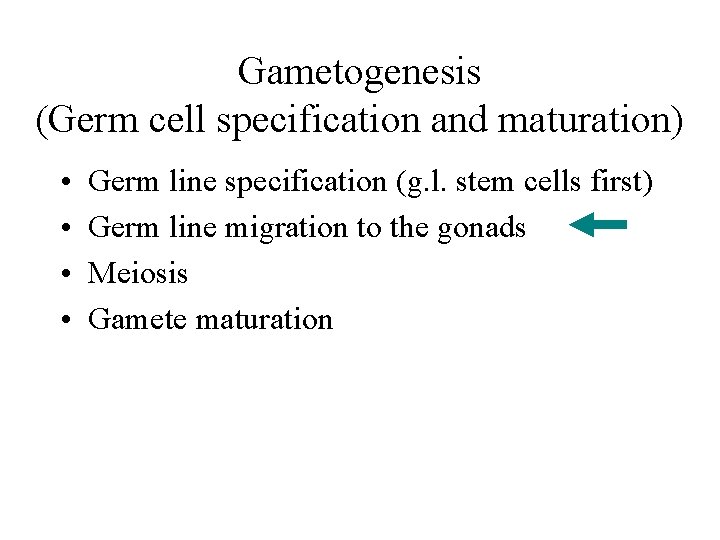 Gametogenesis (Germ cell specification and maturation) • • Germ line specification (g. l. stem