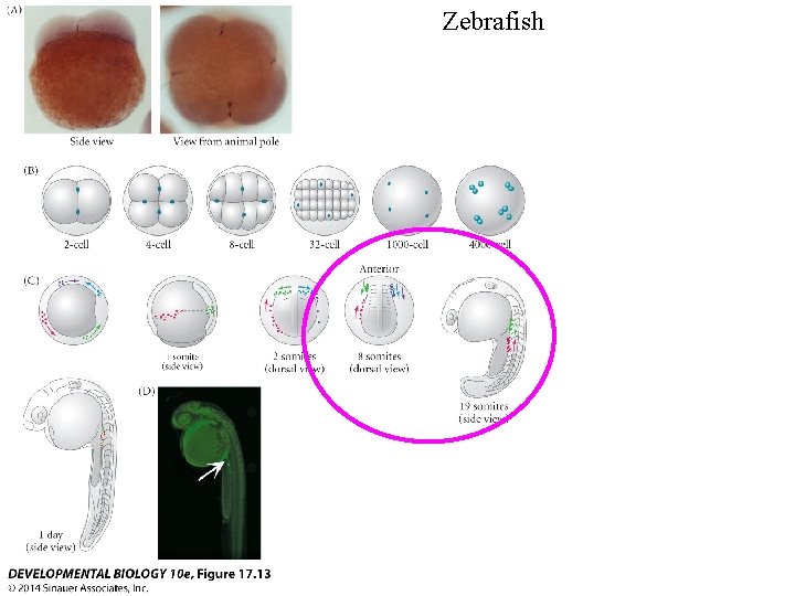 Zebrafish 