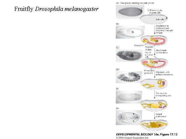 Fruitfly Drosophila melanogaster 
