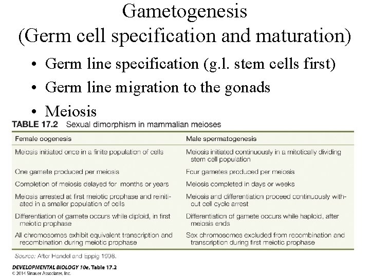 Gametogenesis (Germ cell specification and maturation) • • Germ line specification (g. l. stem