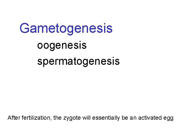 Gametogenesis oogenesis spermatogenesis After fertilization, the zygote will essentially be an activated egg 