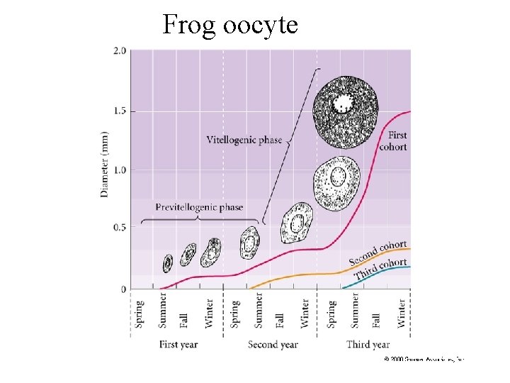 Frog oocyte 