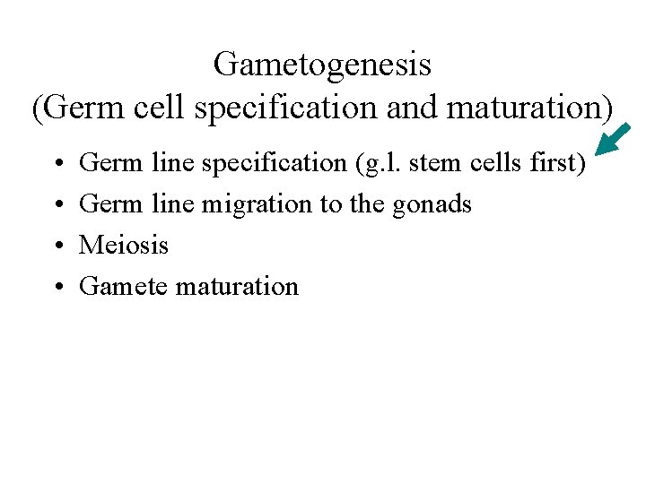 Gametogenesis (Germ cell specification and maturation) • • Germ line specification (g. l. stem