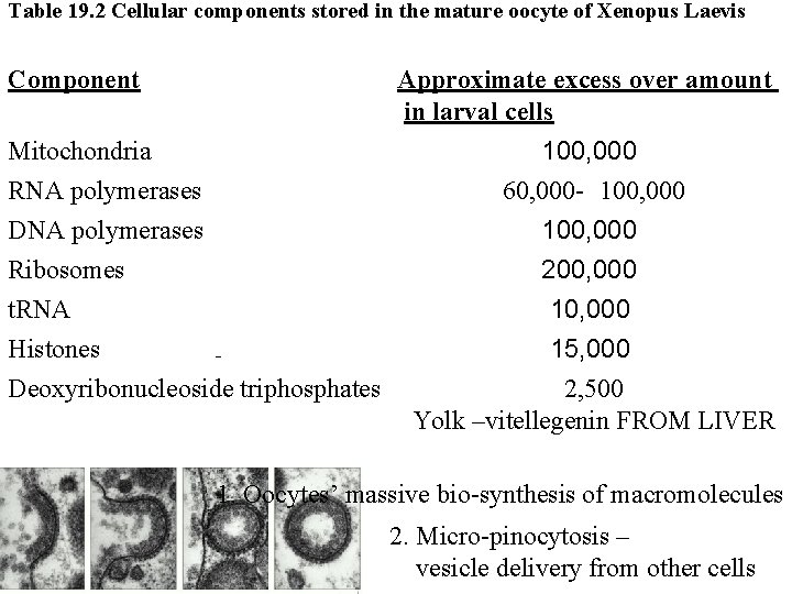 Table 19. 2 Cellular components stored in the mature oocyte of Xenopus Laevis Component