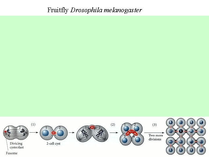 Fruitfly Drosophila melanogaster 