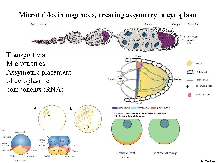 Microtubles in oogenesis, creating assymetry in cytoplasm Transport via Microtubules. Assymetric placement of cytoplasmic