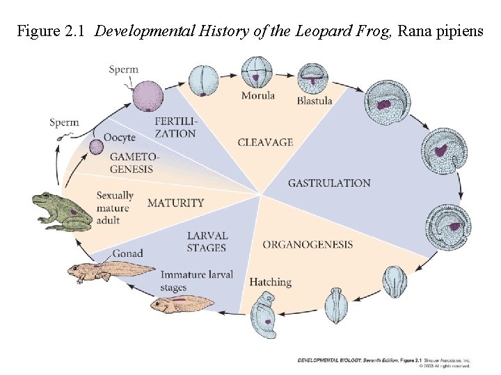 Figure 2. 1 Developmental History of the Leopard Frog, Rana pipiens 
