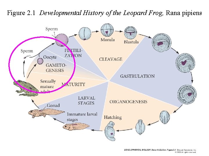 Figure 2. 1 Developmental History of the Leopard Frog, Rana pipiens 