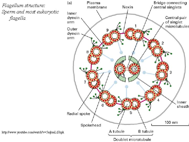 Flagellum structure: Sperm and most eukaryotic flagella http: //www. youtube. com/watch? v=5 rqbm. Li.