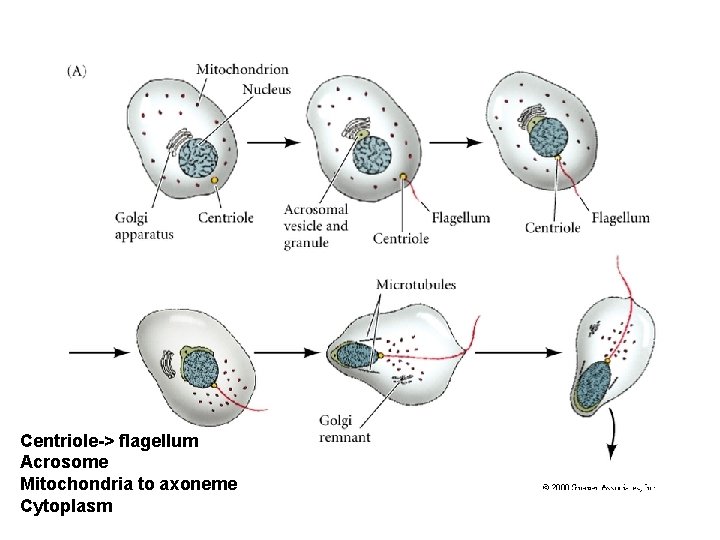 Centriole-> flagellum Acrosome Mitochondria to axoneme Cytoplasm 