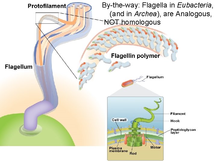 Figure 6 By-the-way: Flagella in Eubacteria, (and in Archea), are Analogous, NOT homologous 