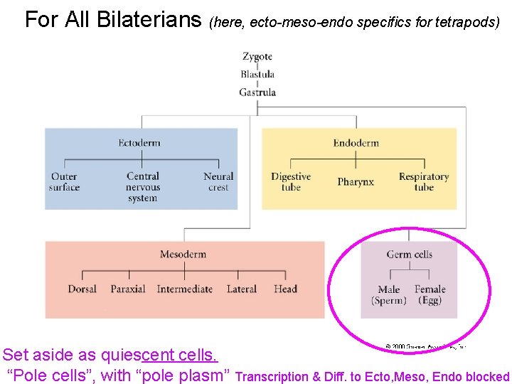 For All Bilaterians (here, ecto-meso-endo specifics for tetrapods) Set aside as quiescent cells. “Pole