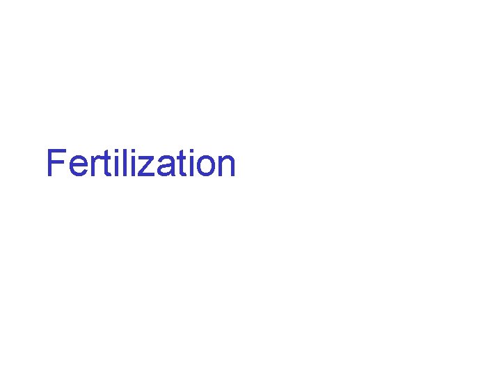 Fertilization 